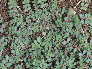 Invasion of Creeping Spurge in Your Lawn | Organic Soil Solutions